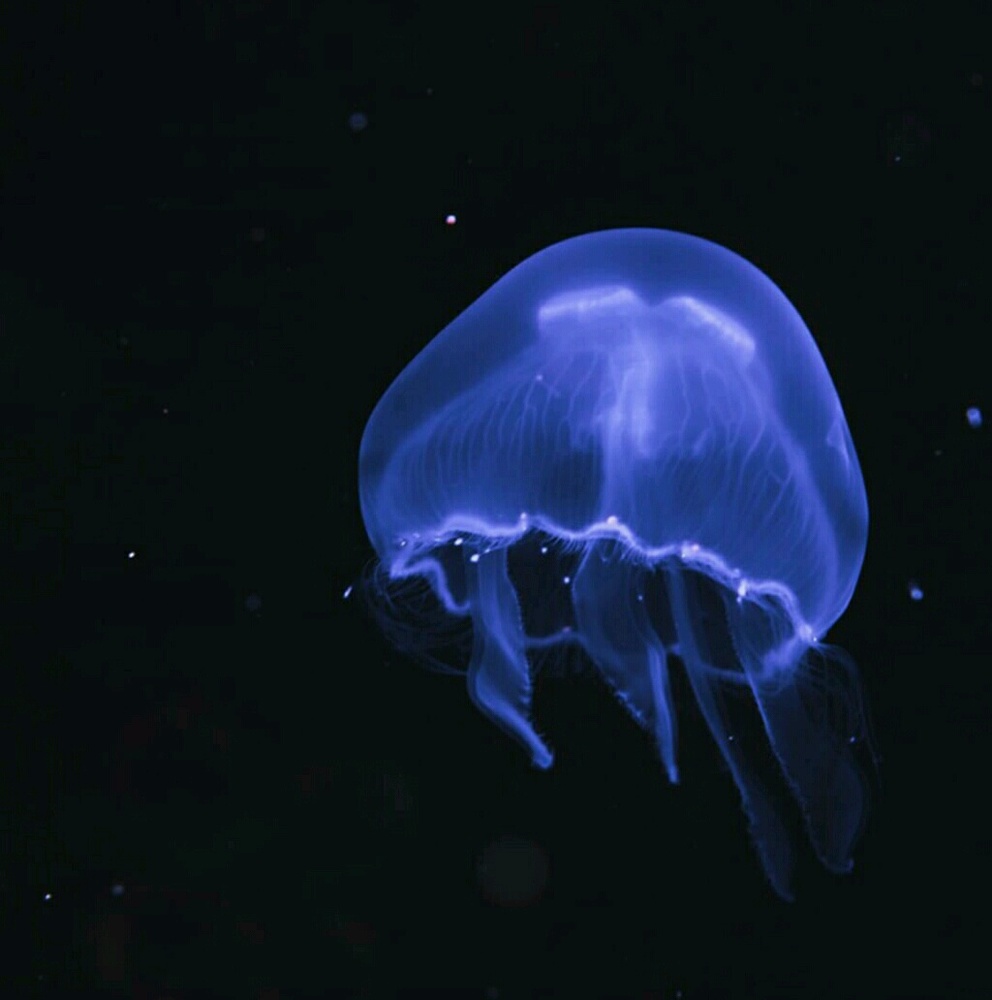 Meet your Posher, Tecia